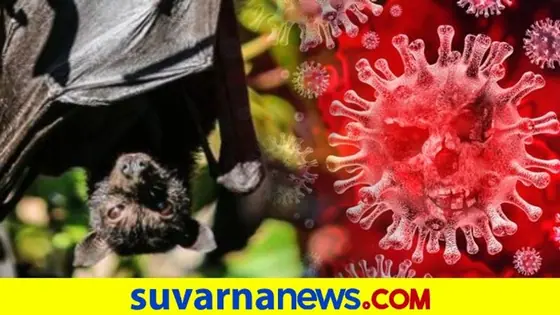 ಬಾವಲಿಗಳಿಂದ ಜನರಿಗೆ ಕೊರೋನಾ ವೈರಸ್..! WHO-ಚೀನಾ ಜಂಟಿ ಅಧ್ಯಯನ ವರದಿ