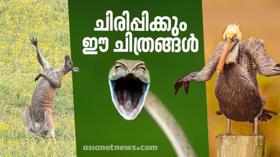 ചിരിപ്പിക്കും ഈ മൃഗ ചിത്രങ്ങള്; കോമഡി വന്യജീവി ഫോട്ടോ അവാര്ഡ് 2021