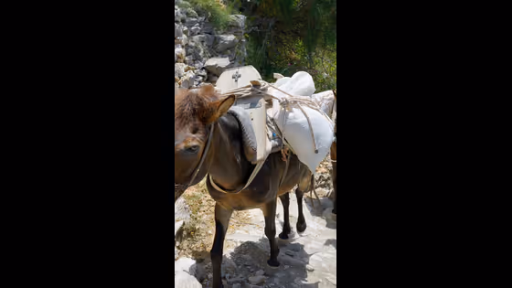 हमास का नया हथियार बना 'गधा बम', जानें क्या है