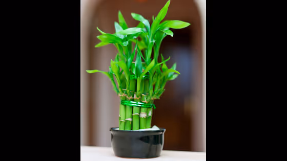 ಲಕ್ಕಿ ಬ್ಯಾಂಬೂದಿಂದ ಮನಿ ಪ್ಲಾಂಟ್ವರೆಗೆ; ಸಂಪತ್ತು- ಸಮೃದ್ಧಿ ತರುವ 7 ಗಿಡಗಳಿವು!