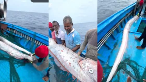 വൻ ദുരന്ത സൂചന ? തമിഴ്നാട് തീരത്ത് 'ഡോംസ്ഡേ ഫിഷ്', ജപ്പാനിൽ സുനാമിക്കും ഭൂകമ്പത്തിനും മുമ്പ് കണ്ട അതേ മത്സ്യം!