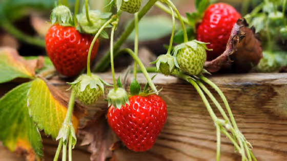 Strawberry Plant: స్ట్రాబెర్రీ మొక్కలను ఇంట్లోనే ఈజీగా ఎలా పెంచాలో తెలుసా?