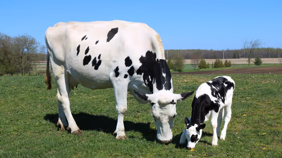 गौहत्या केस को लेकर सख्त हुआ पंजाब-हरियाणा HC, अग्रिम ज़मानत रद्द कर दिया बड़ा संदेश