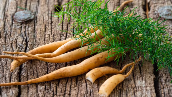 ശതാവരി -കിഴങ്ങിനും ഇലയ്ക്കും നല്ല ഡിമാൻഡാണ്, അറിയാം കൃഷിയും പരിപാലനവും