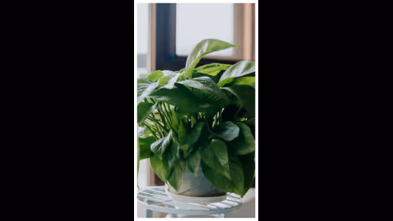 Indoor Plants: ఈ మొక్కలు నీటిలో కూడా ఈజీగా పెరుగుతాయి!