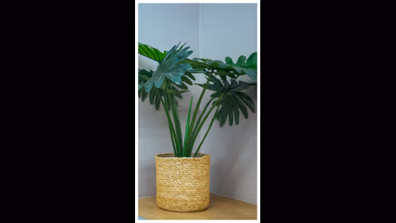 വീടിനുള്ളിൽ പോസിറ്റീവ് എനർജി ലഭിക്കാൻ വളർത്തേണ്ട 7 ചെടികൾ ഇതാണ്