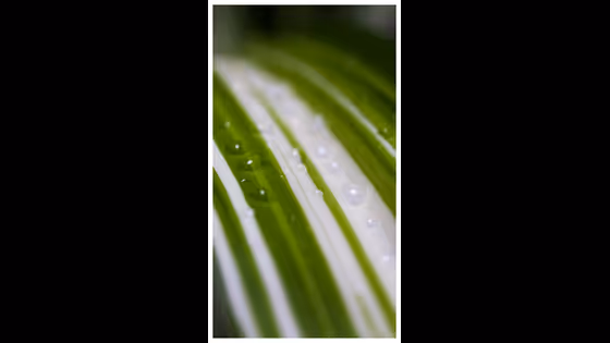 വീട്ടിൽ സ്പൈഡർ പ്ലാന്റ് വളർത്തുന്നതിന്റെ 7 ഗുണങ്ങൾ ഇതാണ്