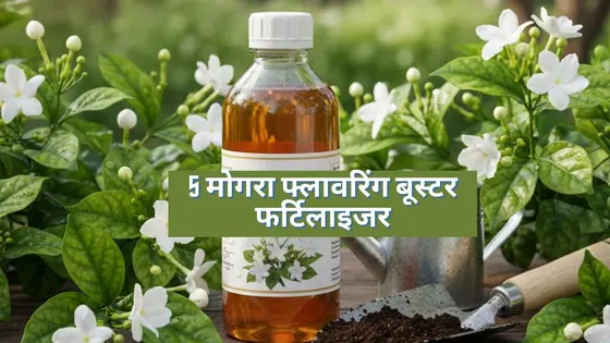 Fertilizer For Mogra: फागुन में मोगरे की कली से भर जाएगा पौधा, डालें ये 5 खाद और देखें कमाल