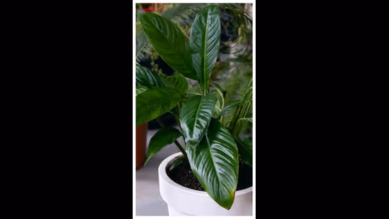 Indoor Plants: ఇళ్లు అందంగా కనిపించాలంటే ఈ 7 మొక్కలు పెంచితే చాలు!