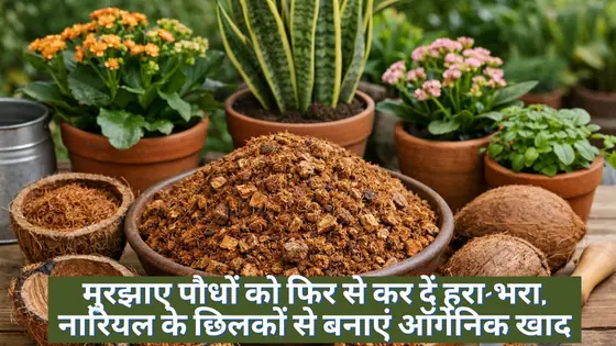 Coconut Husk Fertilizer: सूखते पौधों में आ जाएगी नई जान! नारियल के छिलकों से बनाएं समर स्पेशल फर्टिलाइजर