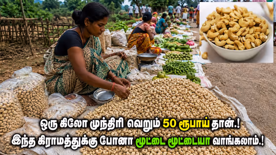 Cashew: ஒரு கிலோ முந்திரி வெறும் 50 ரூபாய் தான்.! இந்த கிராமத்துக்கு போனா மூட்டை மூட்டையா வாங்கலாம்.!