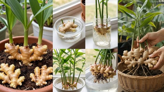 Ginger : ఇంట్లో కుండీలోనే అల్లం పెంచేయండి ఇలా, సింపుల్ చిట్కాలు