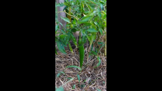 Green Chilli: வீட்டில் பச்சை மிளகாய் வளர்க்கும் போது இந்த 7 தவறுகளை செய்யாதீர்கள்