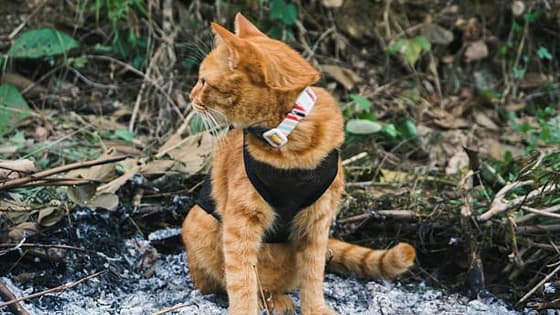 British Man Dies on Phone Call With Wife After Rescuing Cats from Spain Wildfire