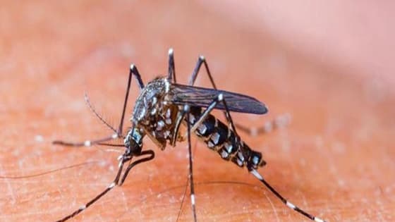 దోమలతో జాగ్రత్త, డెంగ్యూ వ్యాధి ఎప్పుడైనా ఎవరికైనా రావొచ్చు: నిపుణులు