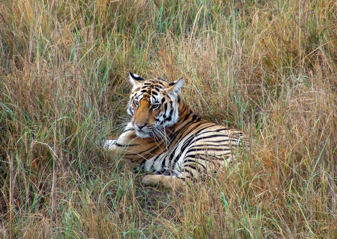Global Tiger Day: कैमरे में कैद हुआ टाइगर का 'रॉयल' अंदाज! PM मोदी ने शेयर कीं जंगल के राजा की 8 तस्वीरें