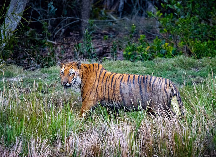Global Tiger Day: कैमरे में कैद हुआ टाइगर का 'रॉयल' अंदाज! PM मोदी ने शेयर कीं जंगल के राजा की 8 तस्वीरें