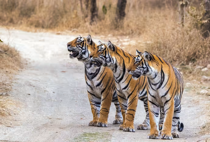 Global Tiger Day: कैमरे में कैद हुआ टाइगर का 'रॉयल' अंदाज! PM मोदी ने शेयर कीं जंगल के राजा की 8 तस्वीरें