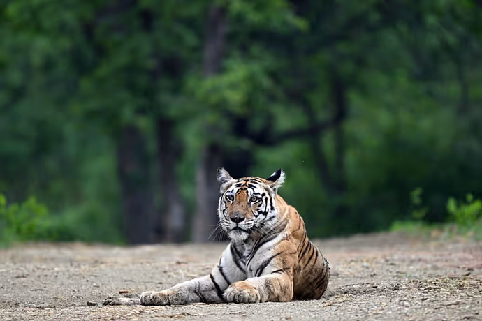 Global Tiger Day: कैमरे में कैद हुआ टाइगर का 'रॉयल' अंदाज! PM मोदी ने शेयर कीं जंगल के राजा की 8 तस्वीरें
