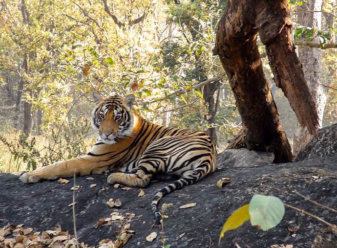 Global Tiger Day: कैमरे में कैद हुआ टाइगर का 'रॉयल' अंदाज! PM मोदी ने शेयर कीं जंगल के राजा की 8 तस्वीरें