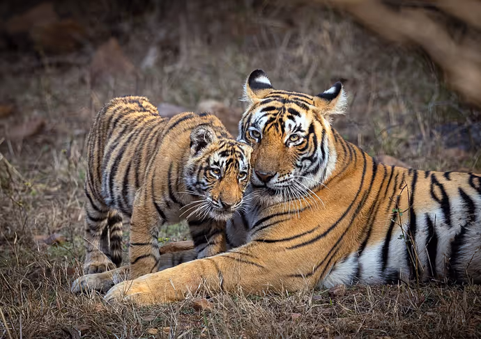 Global Tiger Day: कैमरे में कैद हुआ टाइगर का 'रॉयल' अंदाज! PM मोदी ने शेयर कीं जंगल के राजा की 8 तस्वीरें