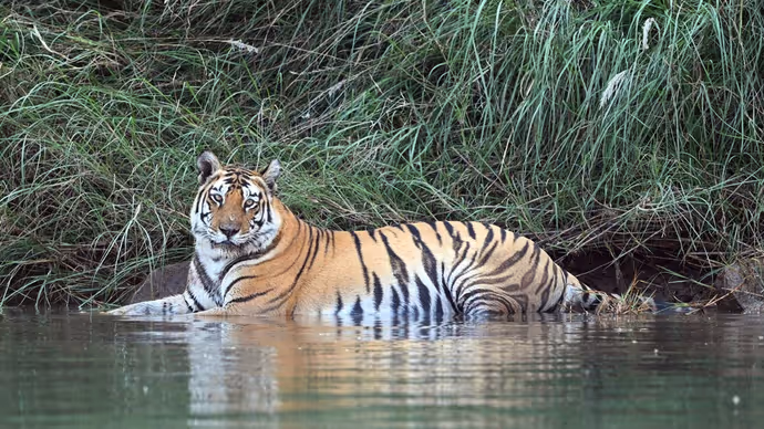 Global Tiger Day: कैमरे में कैद हुआ टाइगर का 'रॉयल' अंदाज! PM मोदी ने शेयर कीं जंगल के राजा की 8 तस्वीरें