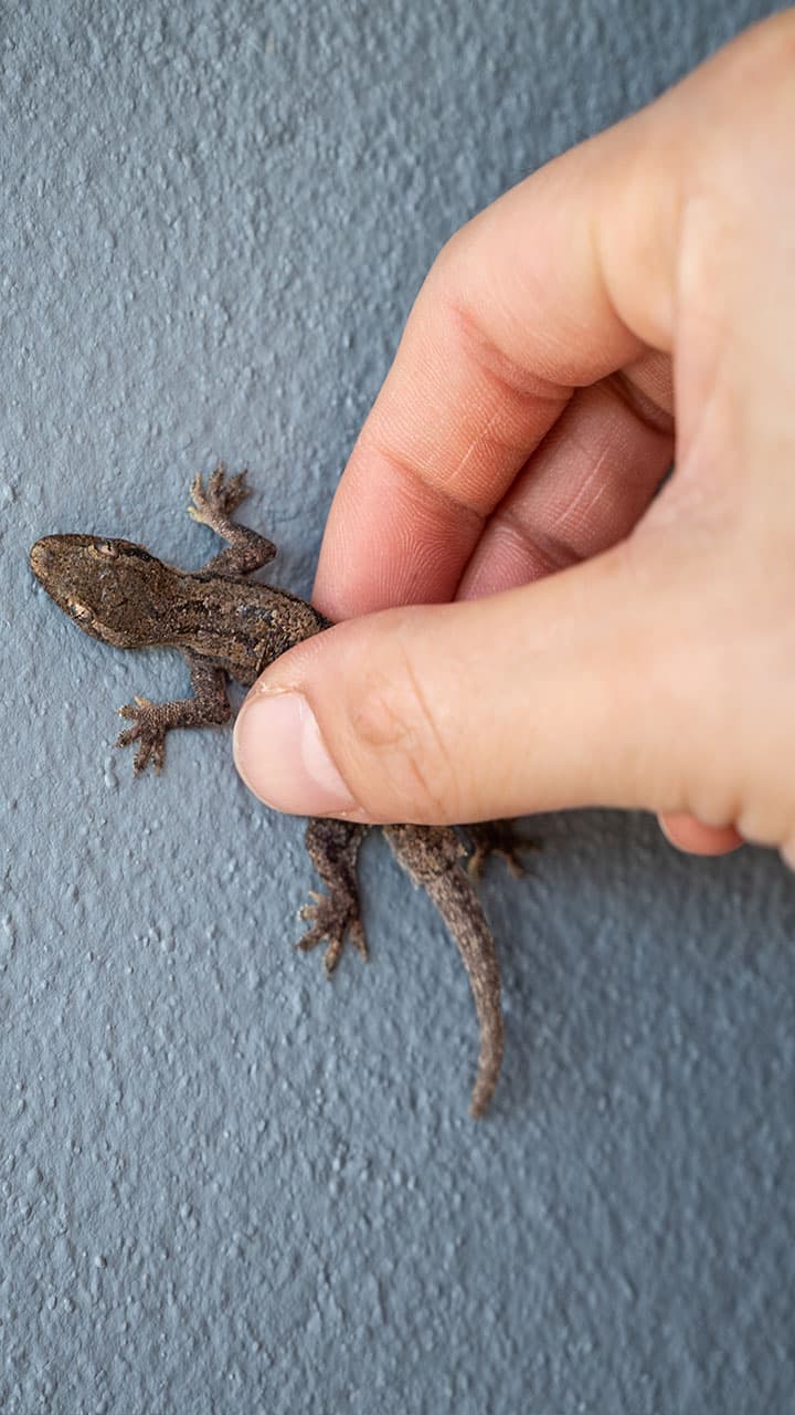 9 Proven home remedies to keep lizards away for good | 9 Proven Home  Remedies To Keep Lizards Away For Good Rtm