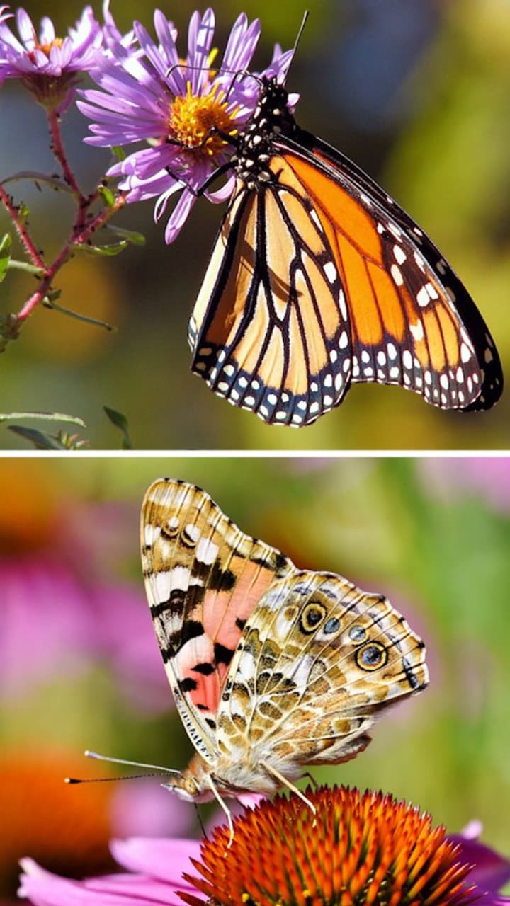 Monarch to Tiger: 7 Butterflies to look out for as Spring arrives ...