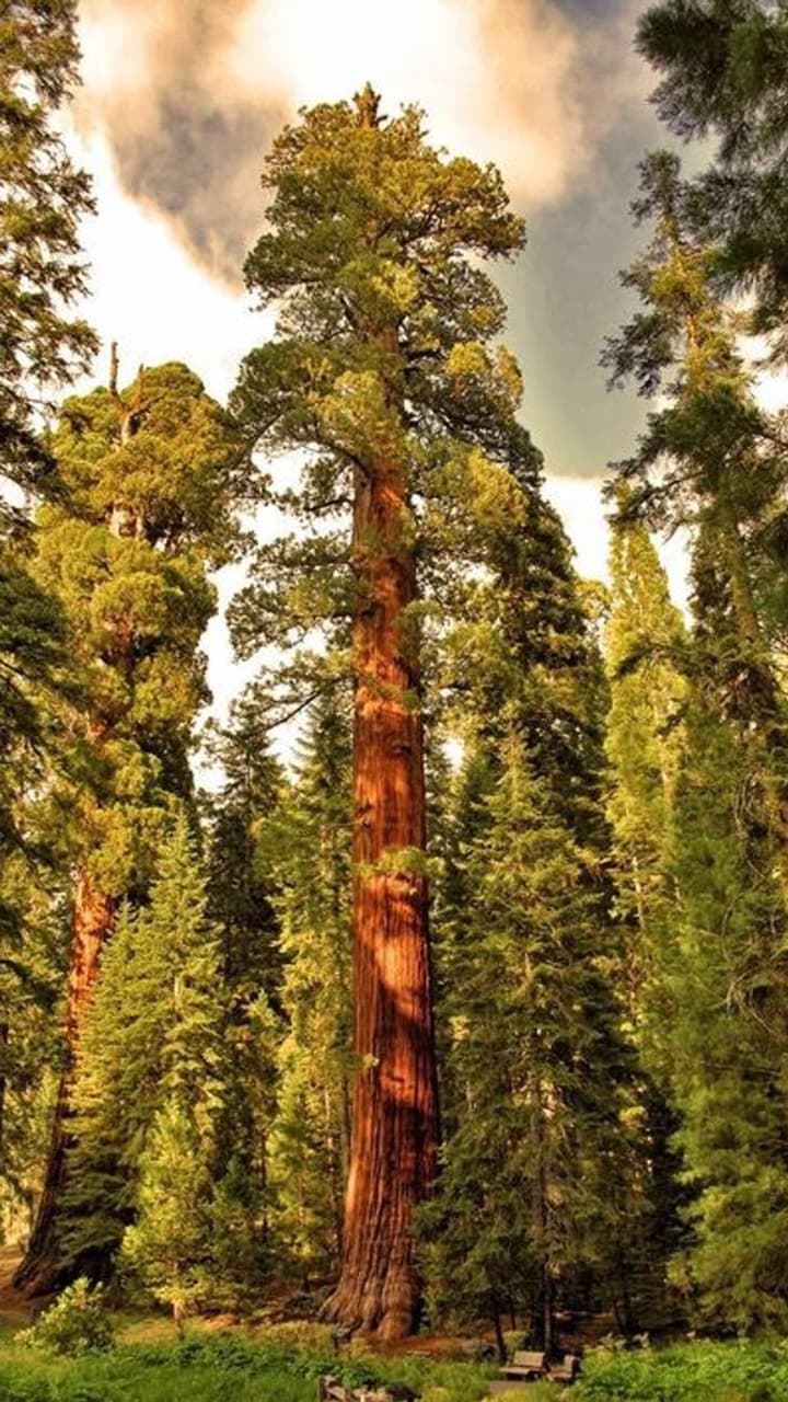 Magnificence of the World’s Tallest Tree That is 800 Years Old ...