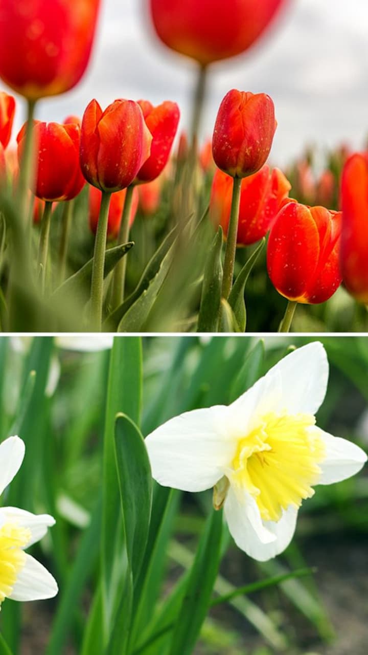 February Gardening Guide: 7 Stunning Flowers You Can Grow Right Now