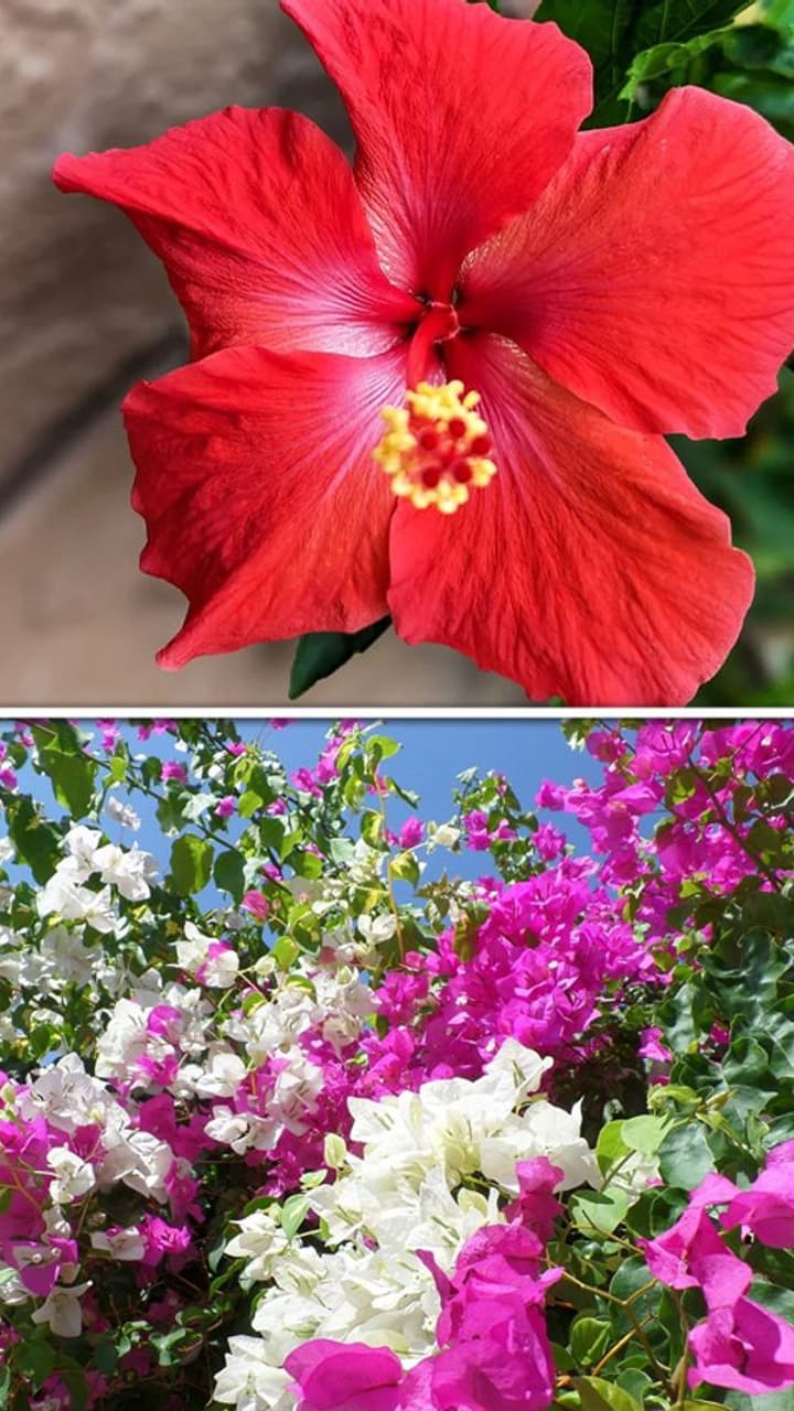 BOUGAINVILLEA - Hibiscus main image 0