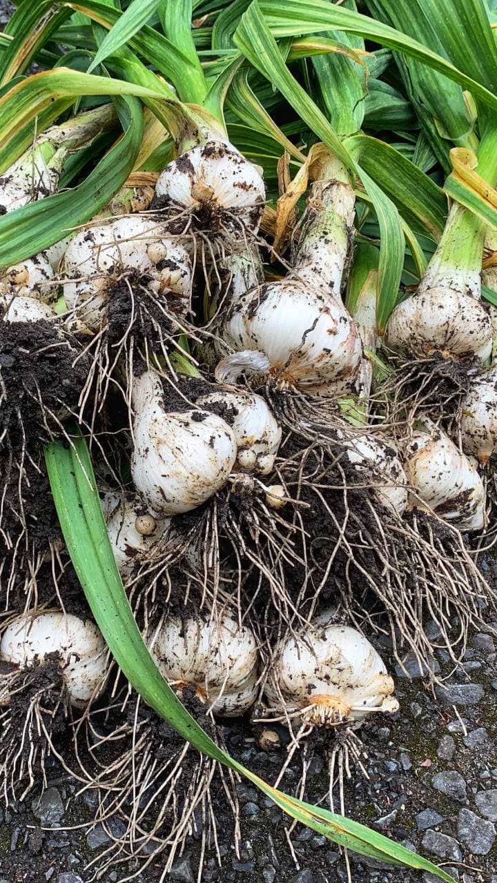 বাড়িতে সহজে রসুন চাষের কার্যকরী উপায়