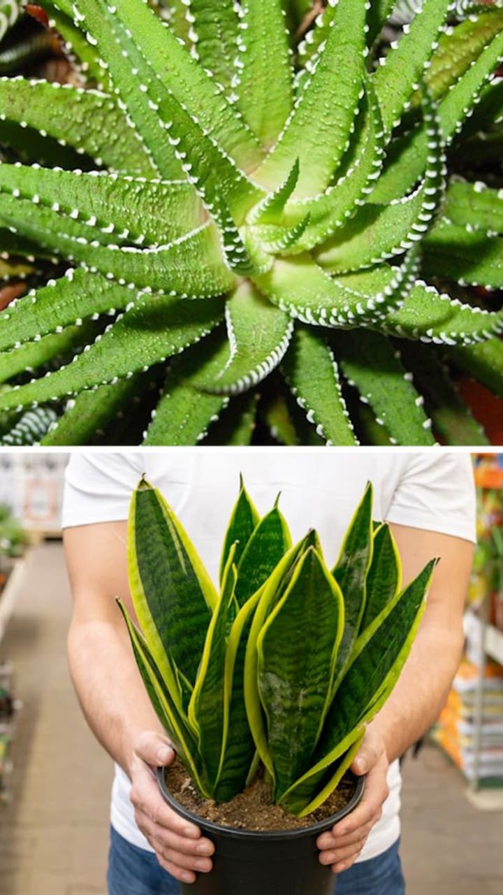 Aloe Vera to Snake Plant-7 Indoor plants that grow fast | Asianet Newsable
