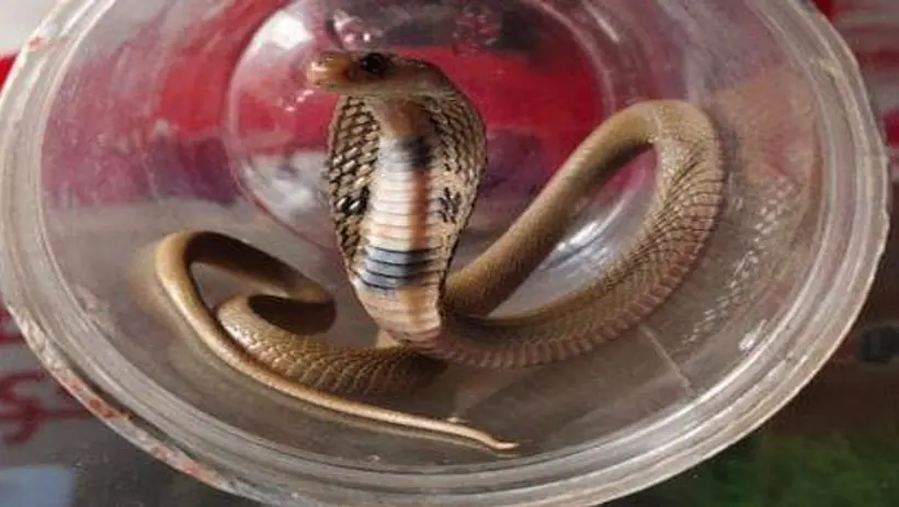 Golden snake