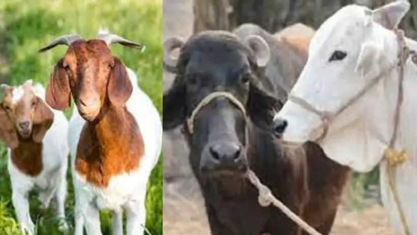 Insurance for Cow Buffalo Sheep Goat and Camel in Rajasthan