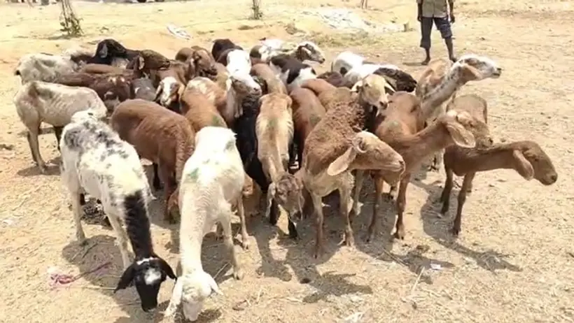 Sheep demand  increased in Karnataka