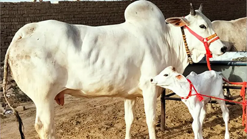 indian cow 