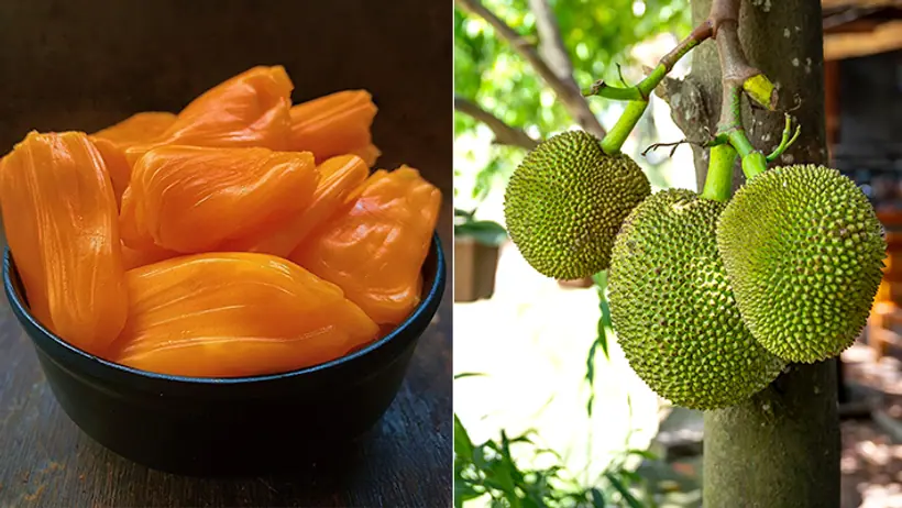 jackfruit 7 dishes