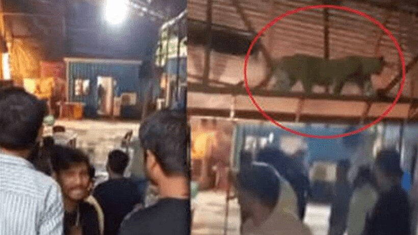 leopard enters in TV show shooting set