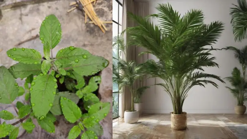 Plants for study focus in kids room