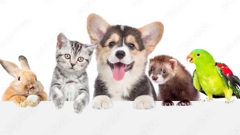 along with fish keeping these pet at home causes financial loss and increase vastu dosha
