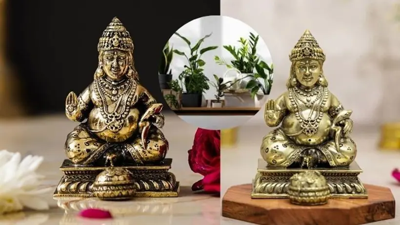 keep these plants to get kuber dev blessings