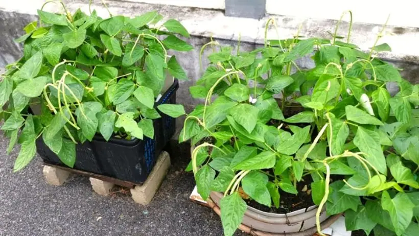 how to grow beans with seed in a pot know its complete guid