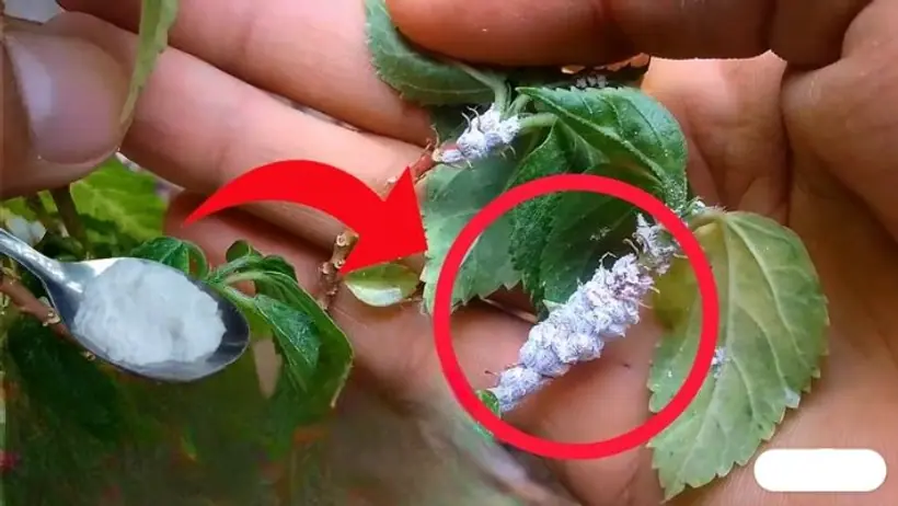 3 tips to get rid of mealybugs stuck on hibiscus buds