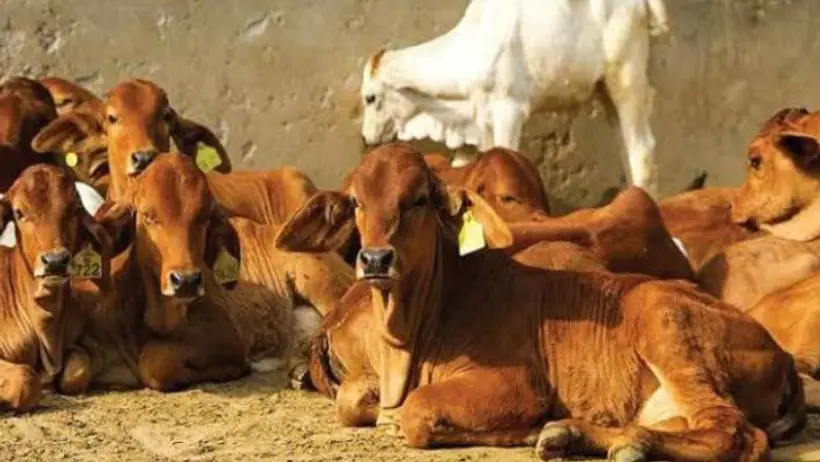 cow science university