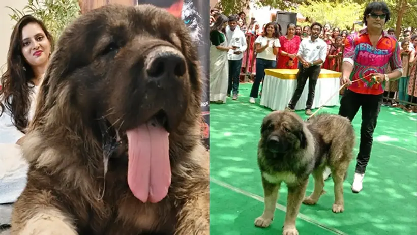Cadbom hayder most expensive dog