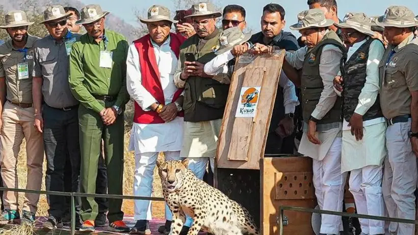cheetah 