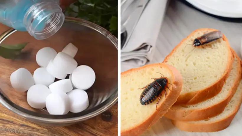 How to use naphthalene ball to get rid of cockroach