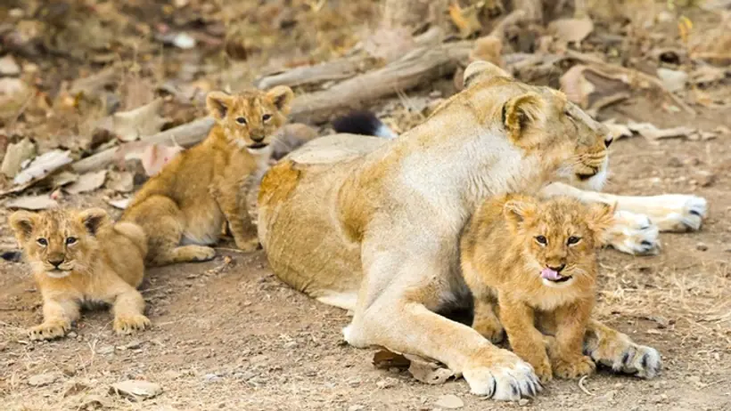 Asiatic lions