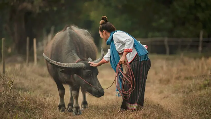buffalo 